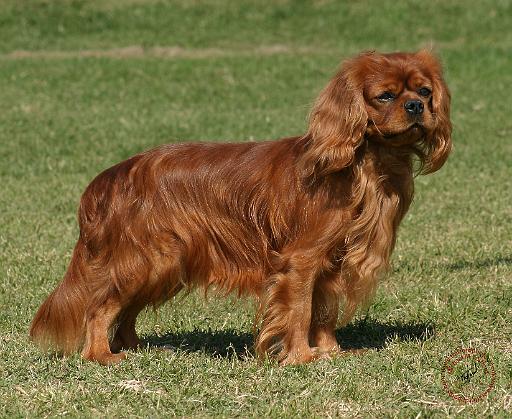 Cavalier King Charles Spaniel 9Y156D-130.JPG